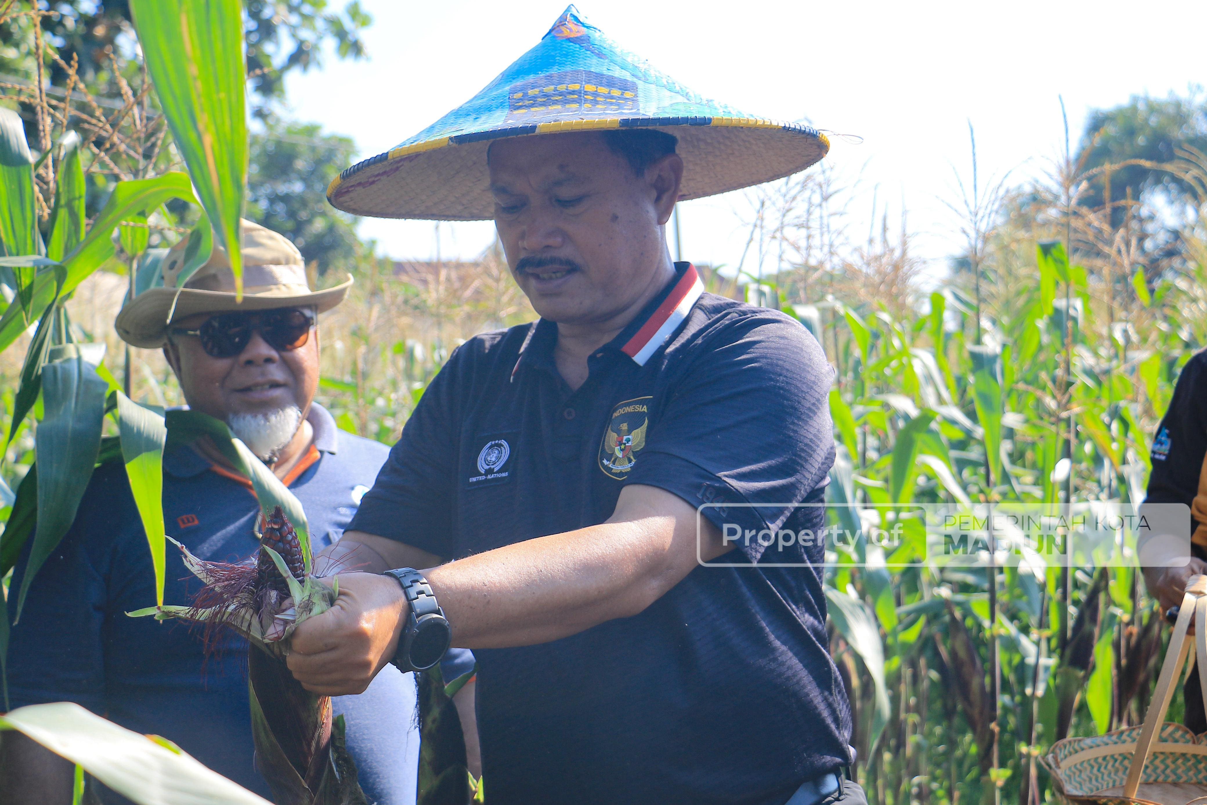 Wali Kota Madiun Gelar Panen Raya Jagung Ungu untuk Dorong Pola Hidup Sehat